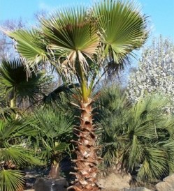 Washingtonia Filifera_kat